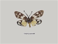 藏品(茶斑蛾)的圖片